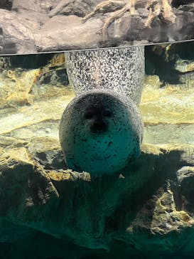 アクアワールド茨城県大洗水族館に投稿された画像（2025/12/28）