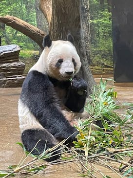 恩賜上野動物園に投稿された画像（2025/12/28）