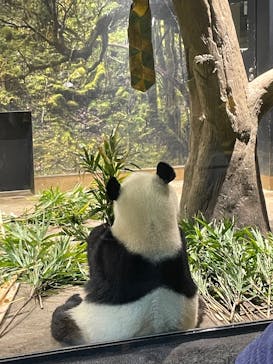 恩賜上野動物園に投稿された画像（2025/12/28）