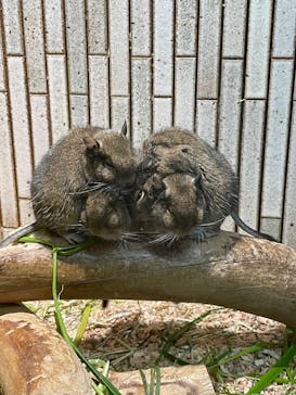 恩賜上野動物園に投稿された画像（2025/12/28）