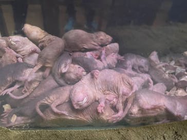 恩賜上野動物園に投稿された画像（2025/12/28）