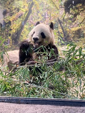 恩賜上野動物園に投稿された画像（2025/12/28）