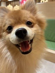 いぬカフェRio 鎌倉小町通り店に投稿された画像（2025/12/28）