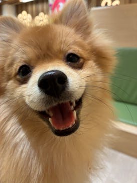 いぬカフェRio 鎌倉小町通り店に投稿された画像（2025/12/28）