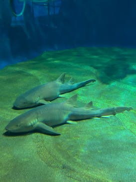 アクアワールド茨城県大洗水族館に投稿された画像（2025/12/28）