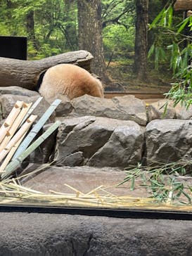 恩賜上野動物園に投稿された画像（2025/12/28）