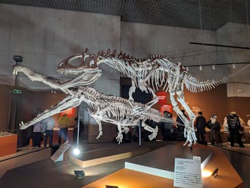 特別展「大絶滅展―生命史のビッグファイブ」に投稿された画像（2025/12/28）