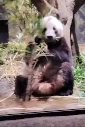 恩賜上野動物園に投稿された画像（2025/12/28）