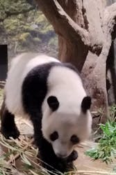 恩賜上野動物園に投稿された画像（2025/12/28）