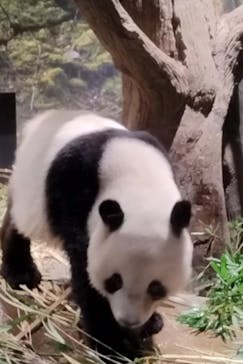 恩賜上野動物園に投稿された画像（2025/12/28）