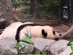 恩賜上野動物園に投稿された画像（2025/12/28）