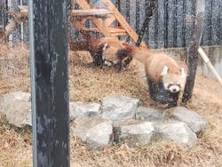 恩賜上野動物園に投稿された画像（2025/12/28）