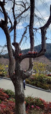 勝尾寺に投稿された画像（2025/12/28）