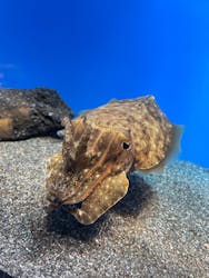 サンシャイン水族館に投稿された画像（2025/12/28）