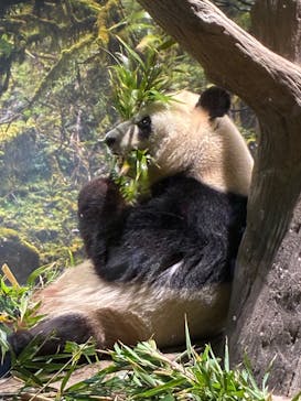 恩賜上野動物園に投稿された画像（2025/12/28）