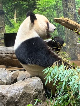 恩賜上野動物園に投稿された画像（2025/12/28）