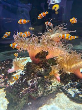 NIFREL（ニフレル）に投稿された画像（2025/12/28）