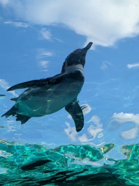 天王寺動物園に投稿された画像（2025/12/28）