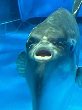 アクアワールド茨城県大洗水族館に投稿された画像（2025/12/28）