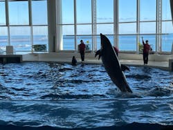 アクアワールド茨城県大洗水族館に投稿された画像（2025/12/28）