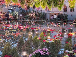 なばなの里に投稿された画像（2025/12/29）