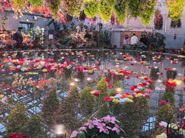 なばなの里に投稿された画像（2025/12/29）