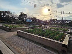 なばなの里に投稿された画像（2025/12/29）