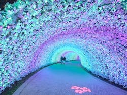 なばなの里に投稿された画像（2025/12/29）