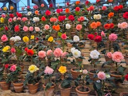 なばなの里に投稿された画像（2025/12/29）