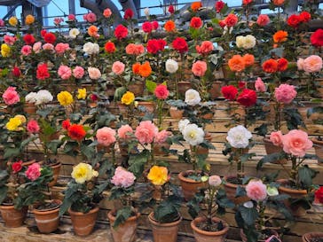 なばなの里に投稿された画像（2025/12/29）