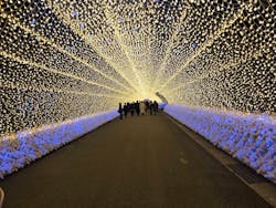 なばなの里に投稿された画像（2025/12/29）