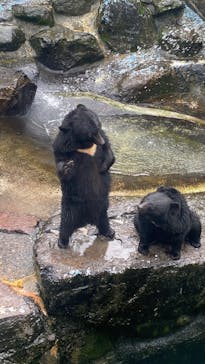 奥飛騨クマ牧場に投稿された画像（2025/12/29）