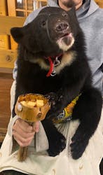 奥飛騨クマ牧場に投稿された画像（2025/12/29）