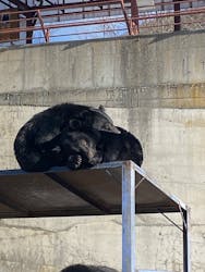 奥飛騨クマ牧場に投稿された画像（2025/12/29）