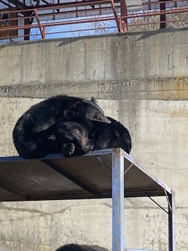 奥飛騨クマ牧場に投稿された画像（2025/12/29）