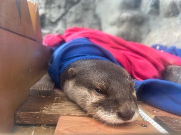 大分マリーンパレス水族館 「うみたまご」に投稿された画像（2025/12/29）