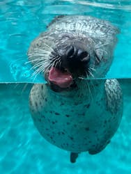 大分マリーンパレス水族館 「うみたまご」に投稿された画像（2025/12/29）