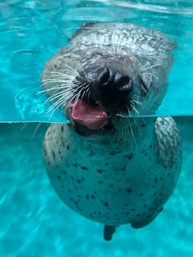 大分マリーンパレス水族館 「うみたまご」に投稿された画像（2025/12/29）