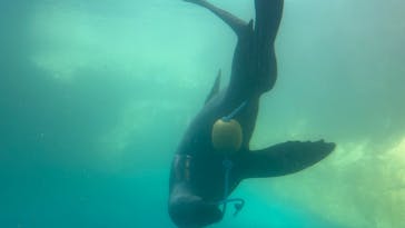 大分マリーンパレス水族館 「うみたまご」に投稿された画像（2025/12/29）
