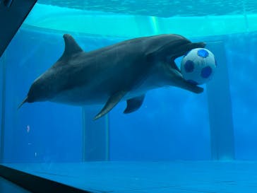 大分マリーンパレス水族館 「うみたまご」に投稿された画像（2025/12/29）