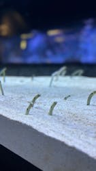 すみだ水族館に投稿された画像（2025/12/29）