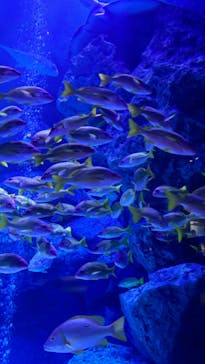 すみだ水族館に投稿された画像（2025/12/29）