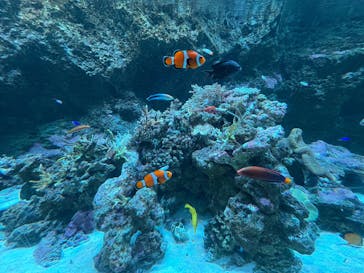 マクセル アクアパーク品川に投稿された画像（2025/12/29）