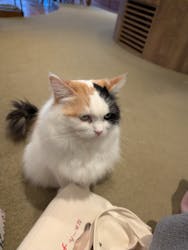 猫カフェモカ　池袋東口店に投稿された画像（2025/12/29）