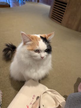 猫カフェモカ　池袋東口店に投稿された画像（2025/12/29）