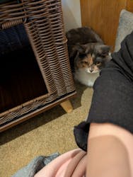 猫カフェモカ　池袋東口店に投稿された画像（2025/12/29）