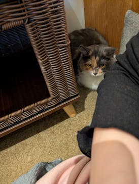 猫カフェモカ　池袋東口店に投稿された画像（2025/12/29）