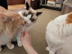 猫カフェモカ　池袋東口店に投稿された画像（2025/12/29）