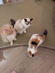 猫カフェモカ　池袋東口店に投稿された画像（2025/12/29）