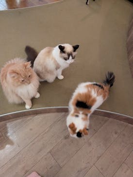 猫カフェモカ　池袋東口店に投稿された画像（2025/12/29）